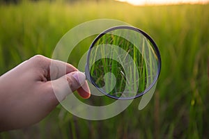 Magnifying glass scan green rice on field