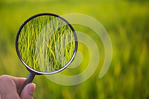 Magnifying glass scan green rice on field with blure background