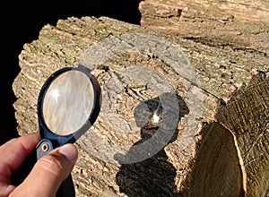 Magnifying glass starting fire