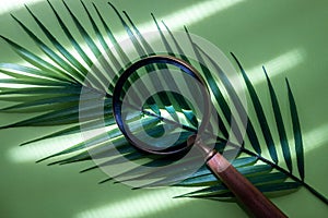 A magnifying glass on a tropical leaf, Creative green background, journey into the unknown, search for wildness, travel layout