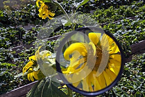 Magnifying glass on yellow sun flowers. Ecology concept. Observing, exploring nature and environment
