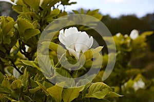 Magnolia