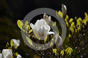 Magnolia