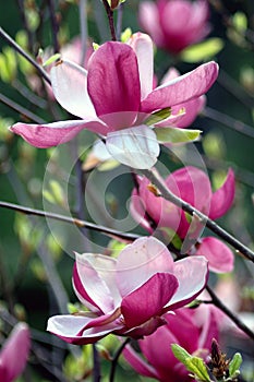 Magnolia