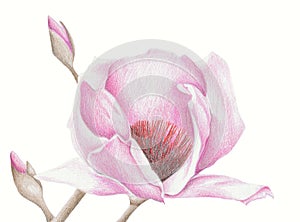 Magnolia