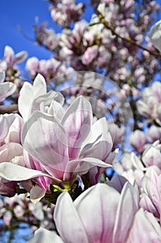 Magnolia