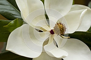 Magnolia