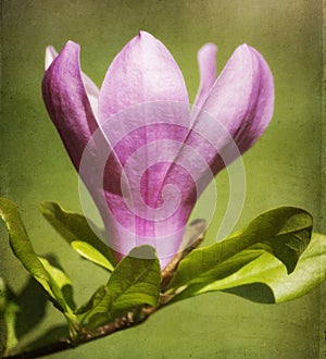 Magnolia