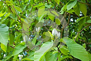 Magnolia acuminata, the cucumber tree or blue magnolia photo