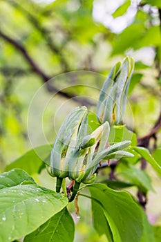 Magnolia acuminata. photo
