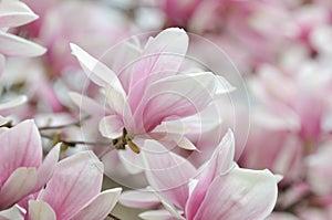 Magnolia Alexandrina