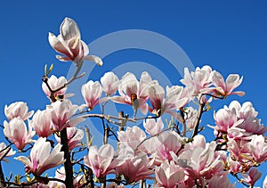 Magnolia Alexandrina Flowers