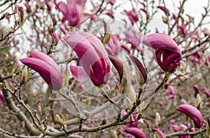 Magnolia Ann, grupa De Vos-Kosar 1955, USA. blooming pink in the botany in Poland