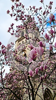 Magnolia in the background Gothic Catholic Saint Pierre church in Neuilly-sur-Seine