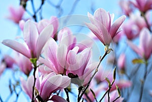 Magnolia