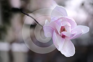 Magnolia big fresh pink flower on blurred background.