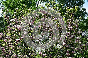 Magnolia big pink blossom tree flowers, close up branch, outdoor