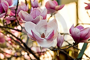 Magnolia bloom