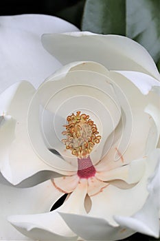 Magnolia bloom with carpels