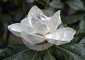 Magnolia bloom closeup view, with light rain