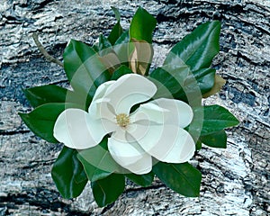 Magnolia bloom on driftwood background photo