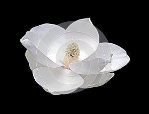 Magnolia Bloom with Firefly