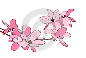 Magnolia bloom illustration