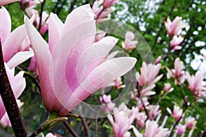 Magnolia bloom on a sunny, springy day photo