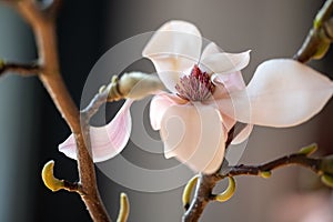Magnolia bloom in white and pink with seed pod and dark background