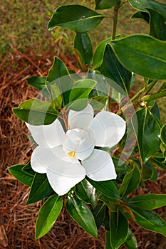 Magnolia blooming in the garden. photo