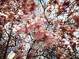 Magnolia blooming - in sunlight of spring