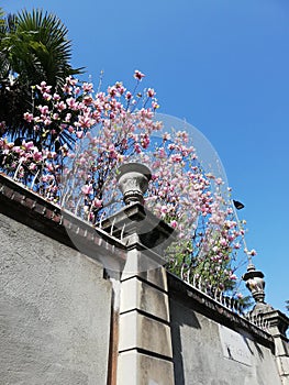 Magnolia blooming tree in the city