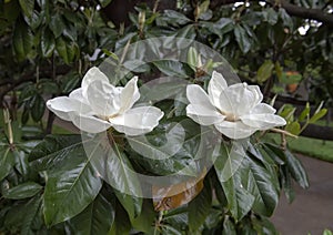 Magnolia blooms closeup view, with light rain
