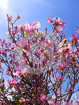 Magnolia blooms