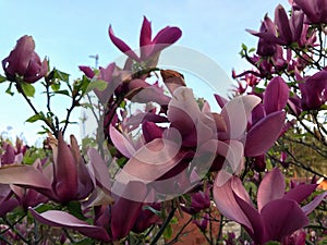 Magnolia blooms in the garden