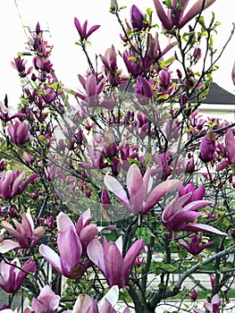 Magnolia blooms in the garden