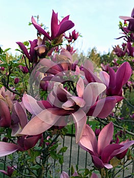 Magnolia blooms in the garden