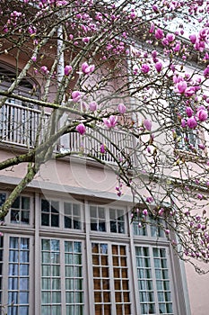 Magnolia blooms in the Garden District