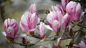 Magnolia blossom