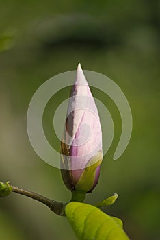 Magnolia blossom