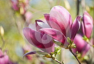 Magnolia blossom