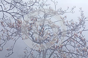 Magnolia blossom