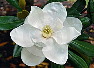 Magnolia blossom photo