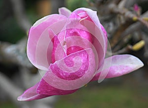 Magnolia blossom. Beautiful magnolia flower against blue sky background.