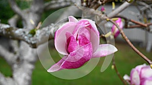 Magnolia blossom. Beautiful magnolia flower against blue sky background.