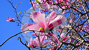 Magnolia blossom. Beautiful magnolia flower against blue sky background.