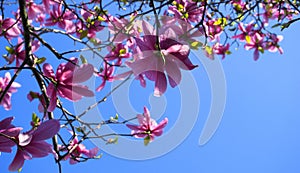 Magnolia blossom. Beautiful magnolia flower against blue sky background.
