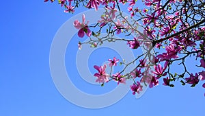 Magnolia blossom. Beautiful magnolia flower against blue sky background.