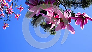 Magnolia blossom. Beautiful magnolia flower against blue sky background.