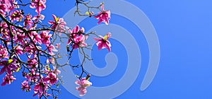 Magnolia blossom. Beautiful magnolia flower against blue sky background.